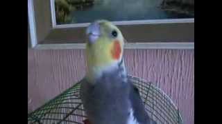 cockatiel singing - nimfa peva