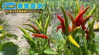 【とうがらし栽培】定植から2ヶ月半で収穫しました！ 農業初心者が有機農業にチャレンジ野菜栽培副業【2021.8.1】