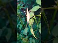 줄베짱이 セスジツユムシ katydid