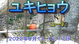 ユキヒョウがボールと遊ぶ他【旭山動物園】