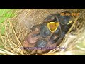 sunbird nest building laying eggs incubating feeding caretaking and growth of babies