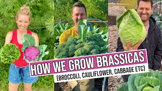 How we grow brassicas (broccoli, cauliflower, cabbage etc)