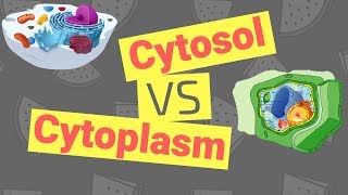 Cytosol vs Cytoplasm | What's the Difference?