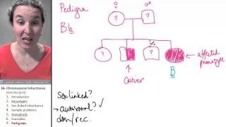 Chromosomes 7- Pedigrees
