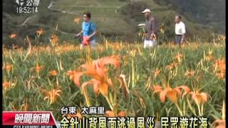 20120906 公視晚間新聞 台東金針山落花嚴重 農民苦不堪言