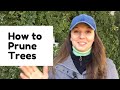 🌳 Tree Pruning ~ How to Prune Trees ~ Y Garden 🌳