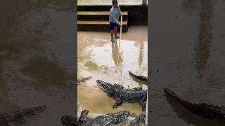 អីយ៉ាសក្រពើនេះកាចម្លេះ#crocodile #youtubeshorts #shortvideo #wildlife #ytshorts #youtube