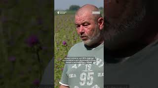 На Черкащині вирощують розторопшу плямисту #shorts #farming #ukraine #milkthistle #medicinalplants