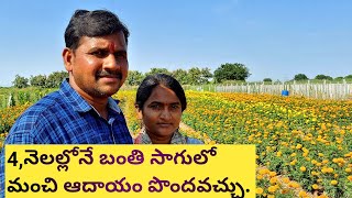 Mari Gold Farming|Mari Gold Cultivation|Banthi Sagu In Telugu|బంతి పూల సాగు|బంతి పంట.