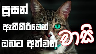 පූසන් ඇති කිරීමෙන් ඔබට අත්වන වාසි