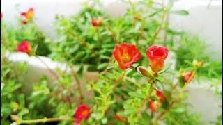 Flower Blooming 🌸 Portulaca Grandiflora (Moss Rose/Japanese Rose)  太阳花 日本玫瑰 #singlepetal #red #花园