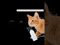 That one mosquito 🗣️🗣️🗣️🔥🔥🔥 #funnyvideo #cat #funny #memes #viralshorts #viral