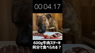 大食い犬ASMR巨大ステーキを秒殺する【切り抜き】#Shorts 　Dog eats raw meat and bones