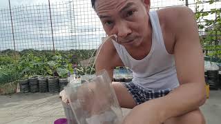 Mustasa, paglilipat at paglilinis ng pet bottles S1Ep6