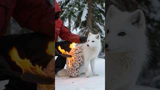 Frost-bound Rescue: Fox and the Cascading Barnacles #fox