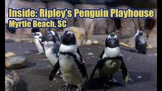 Inside Look: Ripley's Penguin Playhouse | Myrtle Beach, SC