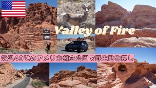 【アメリカ旅行】ラスベガスから車で州立公園に行って見た事ない野生動物を探す🔍