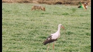 Haşere ve böcekler le Doğal mücadele ( Yılan yiyen Leylekler )