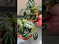 【monkey plants】サボテン コーデックス ユーフォルビア アガベ パキポディウム 塊根植物 観葉植物 植物初心者 育て方