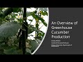 An Overview of Hydroponic Cucumbers