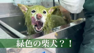 柴犬にハーブパックしたら感情がどこかへ行ってしまった