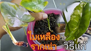 บอนกระดาดด่างขาวใบเหลืองรากเน่า และวิธีแก้ไข