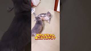 兄ちゃんちょっとだけ聞いて〜や〜‼️【関西弁猫】#shorts #shortvideo #subscribe #cat #アフレコ #猫 #おもしろ #コント #ネコ