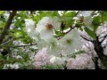 yajiさんの旅道草 京都の桜 平野神社【cherry blossoms of hirano jinja】