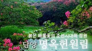 [담양 가볼만한곳 추천] 붉게 물든 배롱나무꽃의 향연 '명옥헌 원림' Classical Gardens of Korea