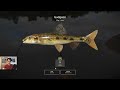 gudgeon trophy at volkhov river active spot russian fishing 4