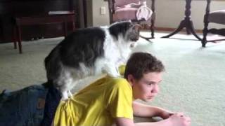 Cat Massage