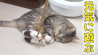 猫の遊び方がいつもより激しい。とても元気そうに遊ぶ猫【猫 かわいい】