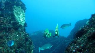 伊豆大島のテングダイ　2011年5月19日　撮影：イエローダイブ