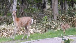 犬を見て逃げるエゾシカ親子【2018年6月】