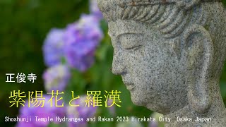 正俊寺　紫陽花と羅漢　2023　大阪府枚方市Shoshunji Temple Hydrangea and Rakan Hirakata City Osaka Japan