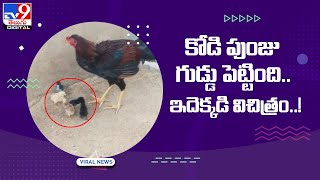 కోడి పుంజు గుడ్డు పెట్టింది.. ఇదెక్కడి విచిత్రం..! -TV9