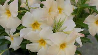 Sun Parasol Apricot Mandevilla from Suntory Flowers