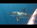 shark cage diving 1st july 2024