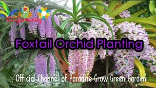 Foxtail Orchid Planting