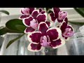 「21411」蝴蝶兰【兰花词典8】phal.chiada stacy godiva chocolate phal. charming melody 蝴蝶兰属 【 静姐说花】