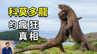 科莫多龍到底有多強大？能捕獵大象，可孤雌生殖，世界上最大的蜥蜴，真實存在的侏羅紀公園！【老肉雜談】