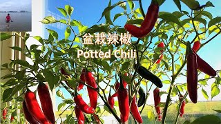 加拿大中部种菜：收获满满的盆栽辣椒 / Harvested Potted Chili | 不打枝，不浇肥，一株朝天椒可以结出80只辣椒 （V149）