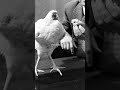 Miracle Mike: The Headless Chicken That Lived For 18 Months #shorts