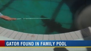 Neighbors amazed when Sarasota County deputies remove gator from bottom of pool