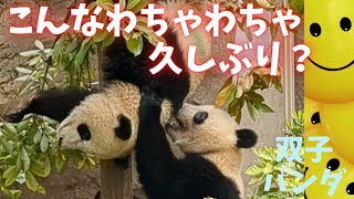 【シャオシャオレイレイ】5月1日木登りのシャオくんをレイちゃんが引き下ろす🐼🐼♬