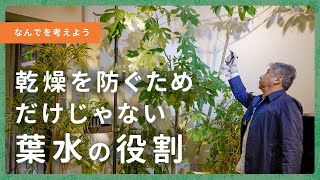 【頻度、やり方】なんのために葉水をするの？葉水と水やりの違いを解説！【観葉植物】