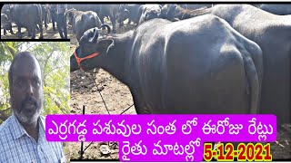 erragadda Buffalo market// ఆవులు గేదెలు దూడల రేట్లు చూద్దాం