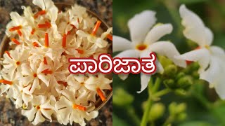 ಪಾರಿಜಾತ ಹೂವು l ದೇವಲೋಕದ ಅಪರೂಪದ l parijatham flowers l