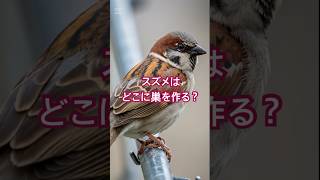 【知ってる？】スズメはどこに巣を作る？#動物 #雑学 #shorts