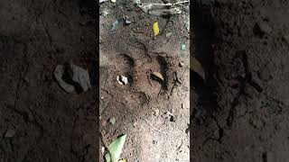 รอยตีนเสือโคร่ง : Footprint of Tiger in forest